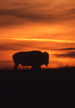bison on prairie